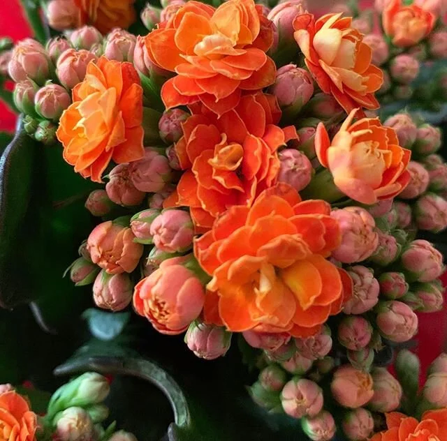 #flowermedicine