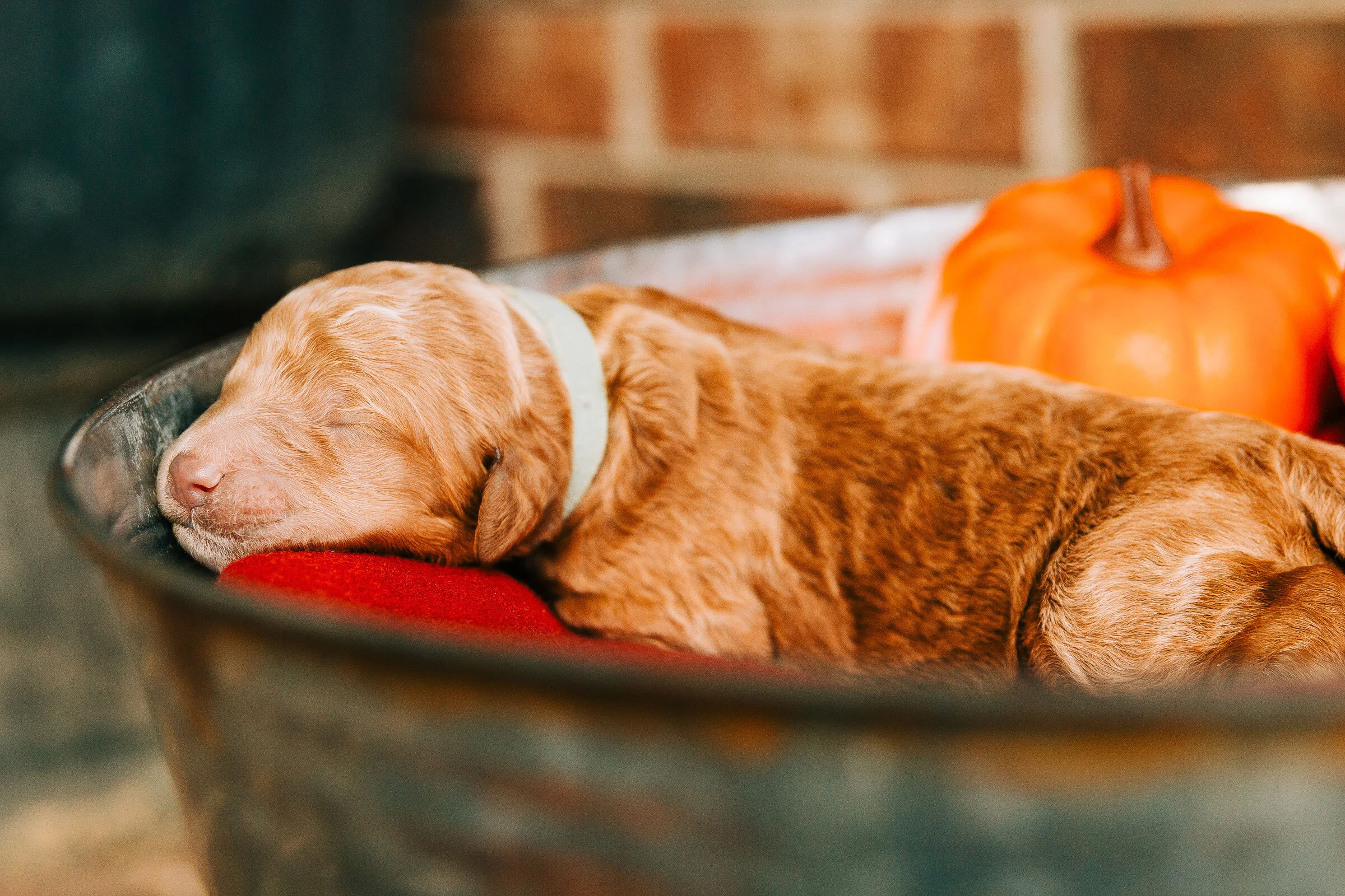 hornings farm puppies