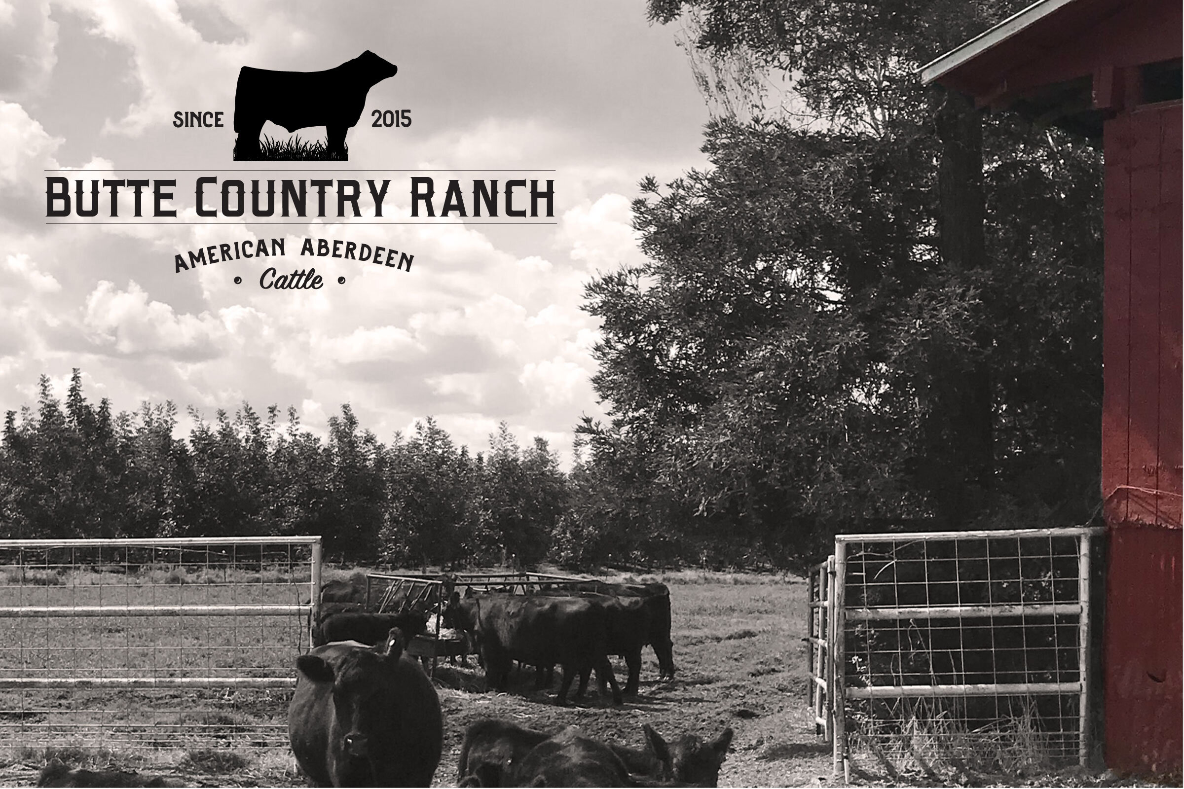 A newly designed cattle ranch logo for Butte Country Ranch in Northern California by graphic designer Sara Landis.