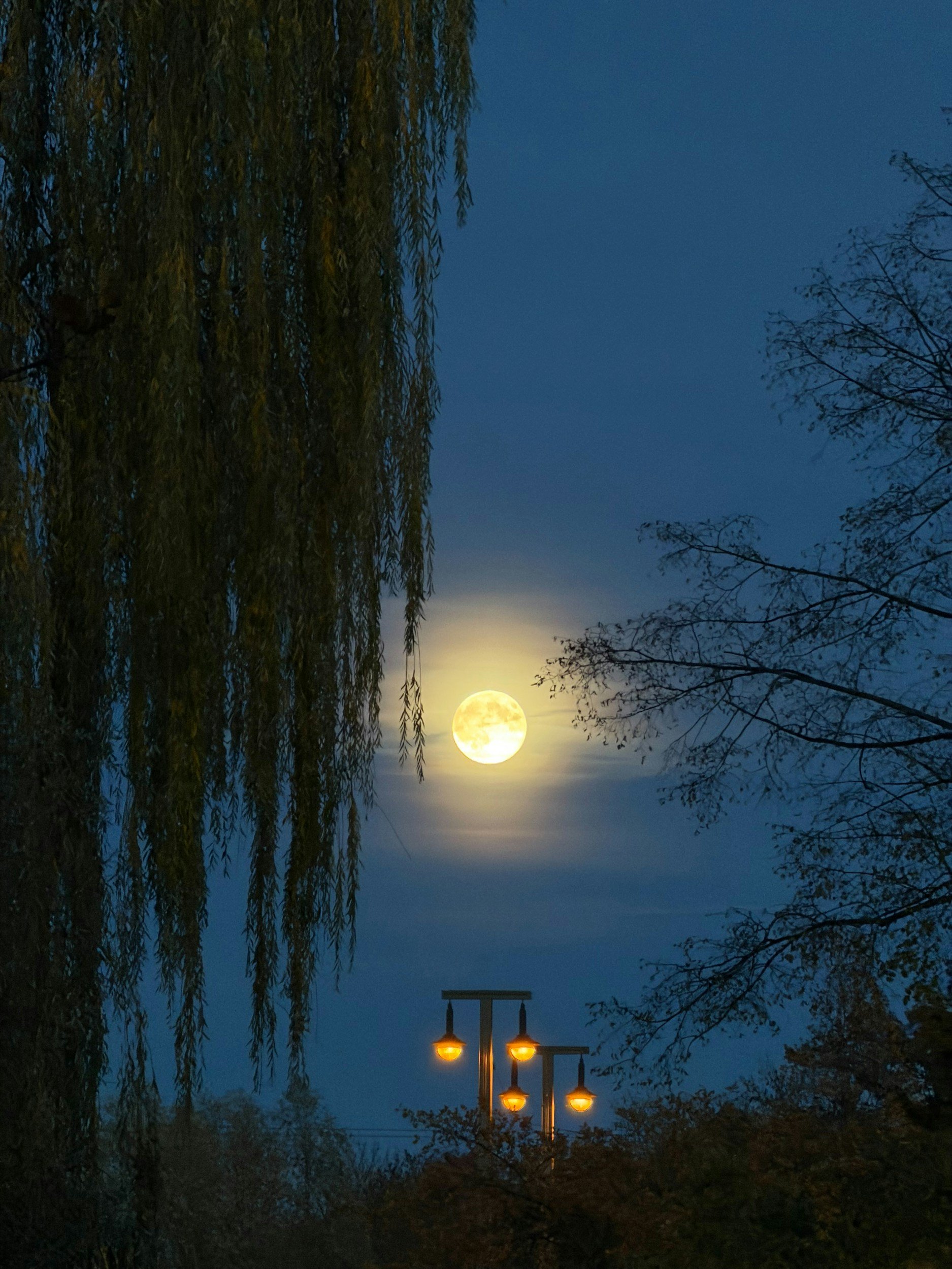 Advent: Paradox of Peace