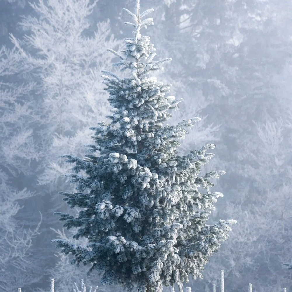Winter Solstice: The Longest Night