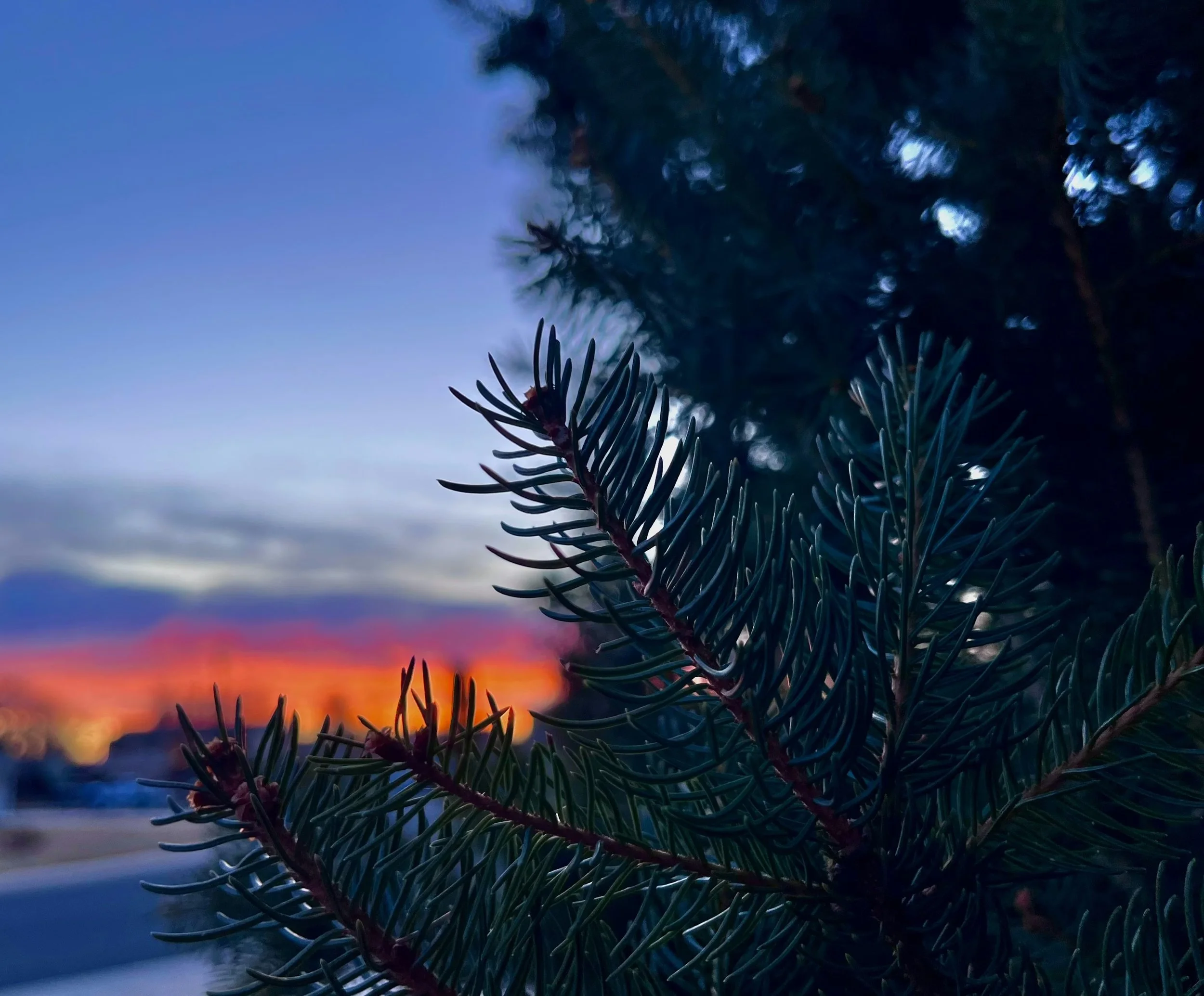 Advent 2025: Anticipation