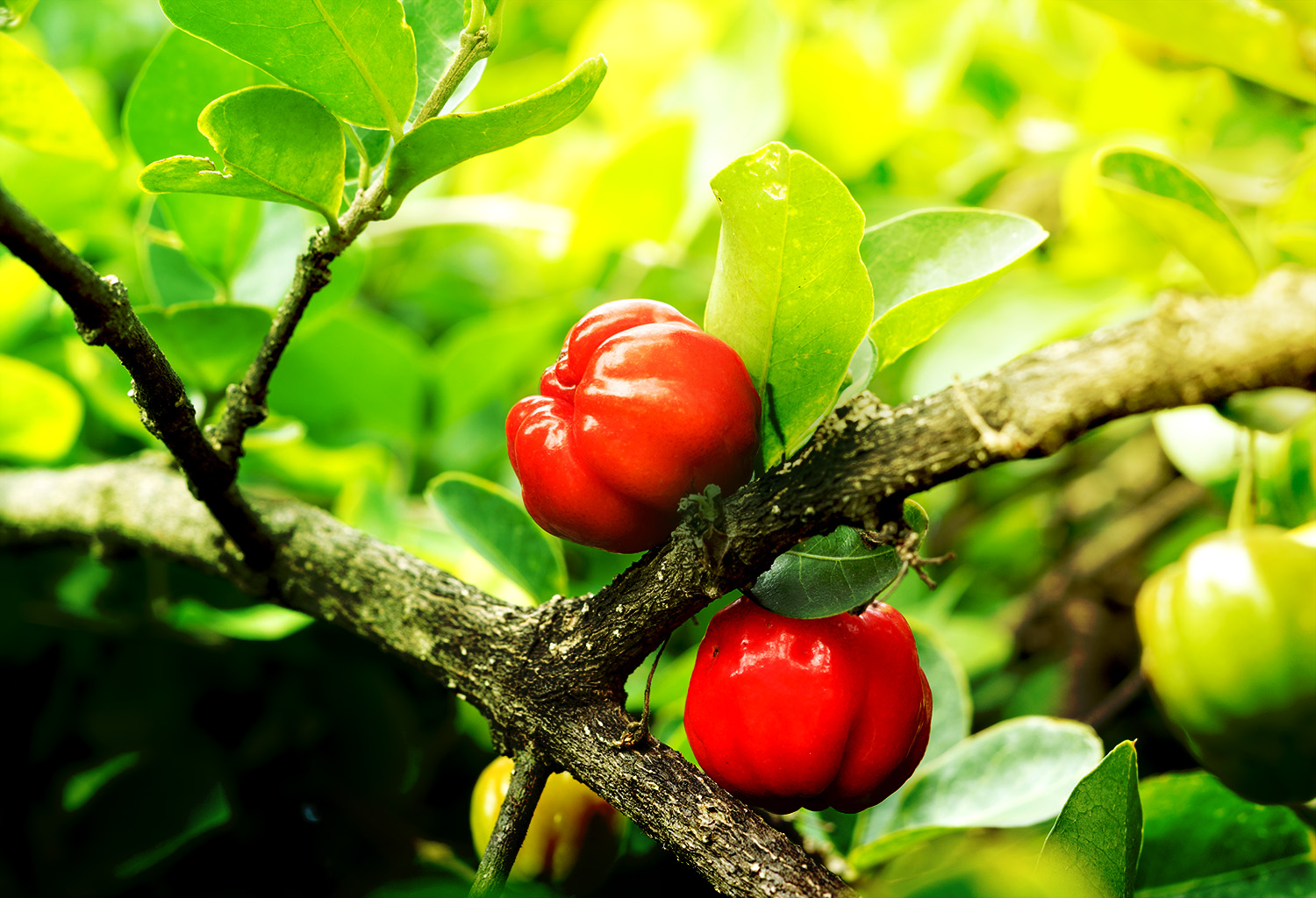 acerola_mango&beets.jpg