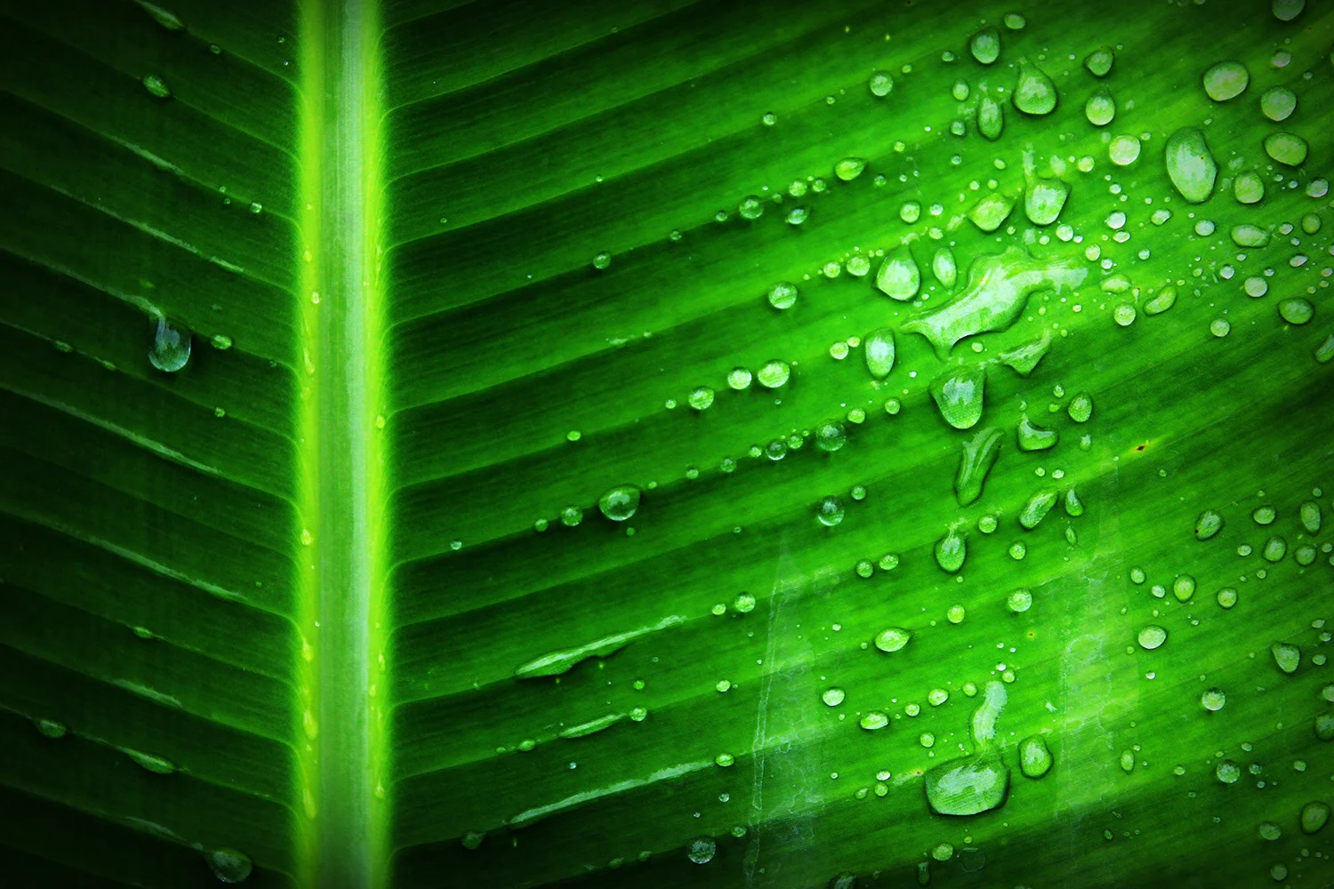 banana_leaf.jpg