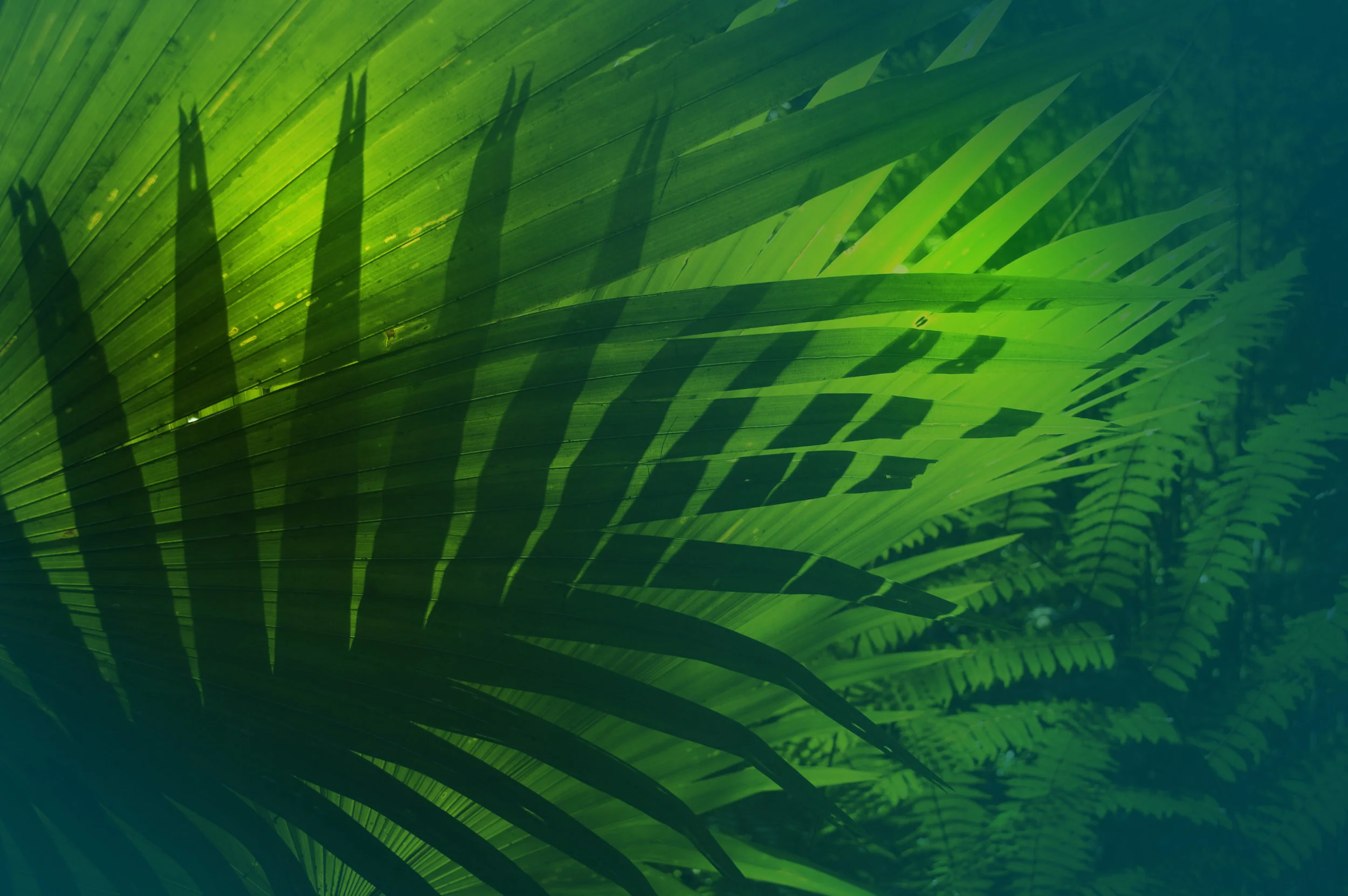 tropical_leaves.jpg