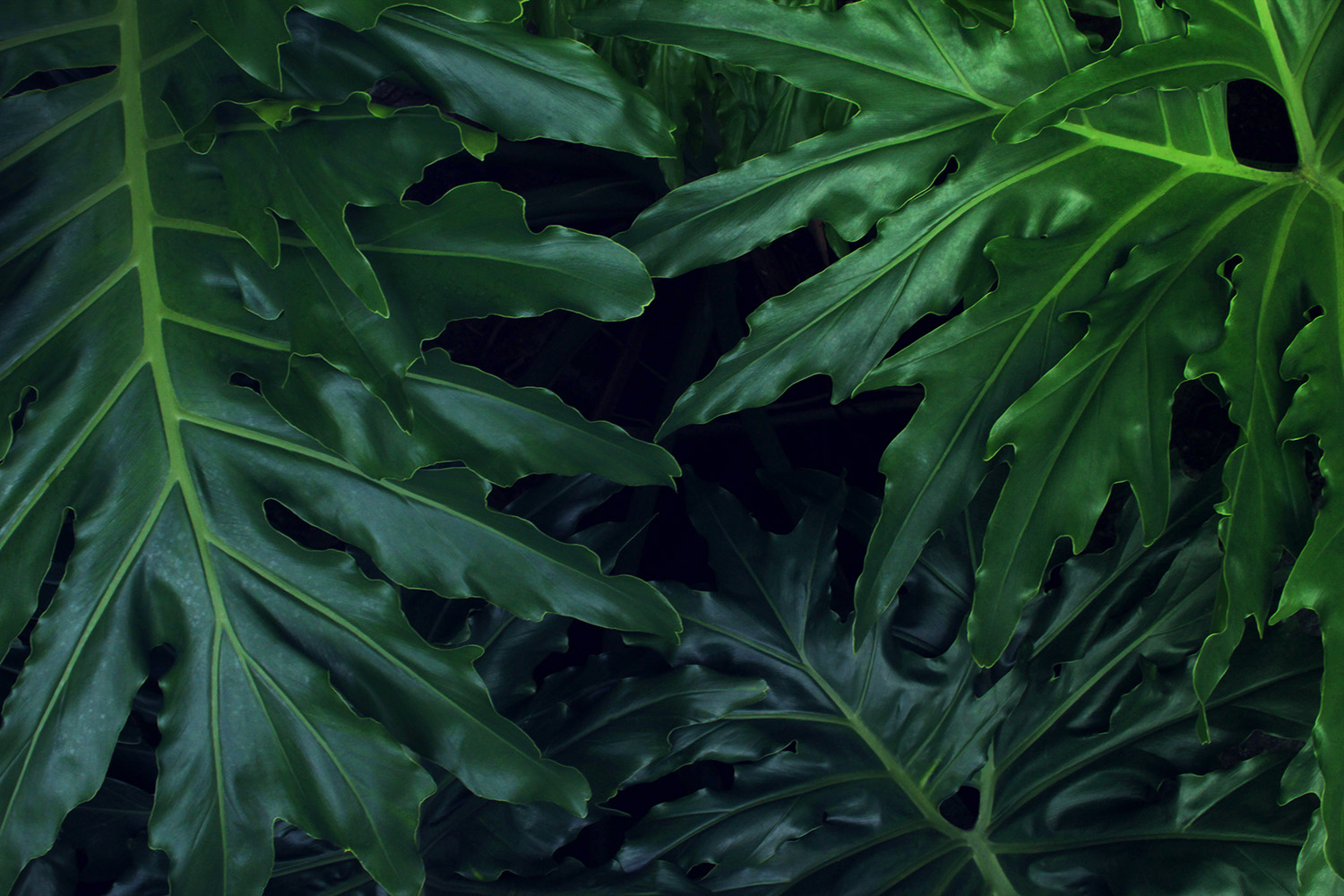 dark_leaves.jpg