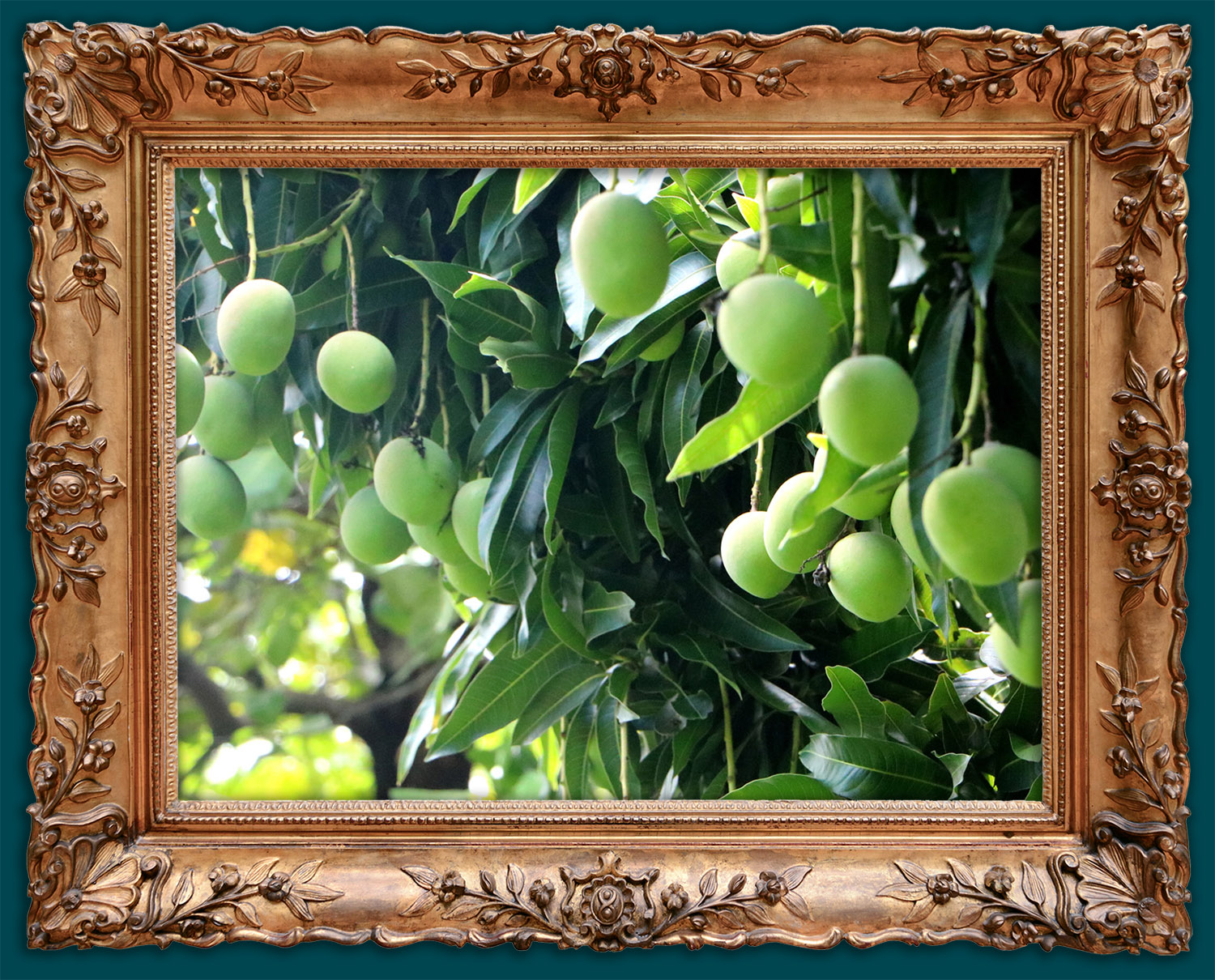 Fresh soursops in our farms