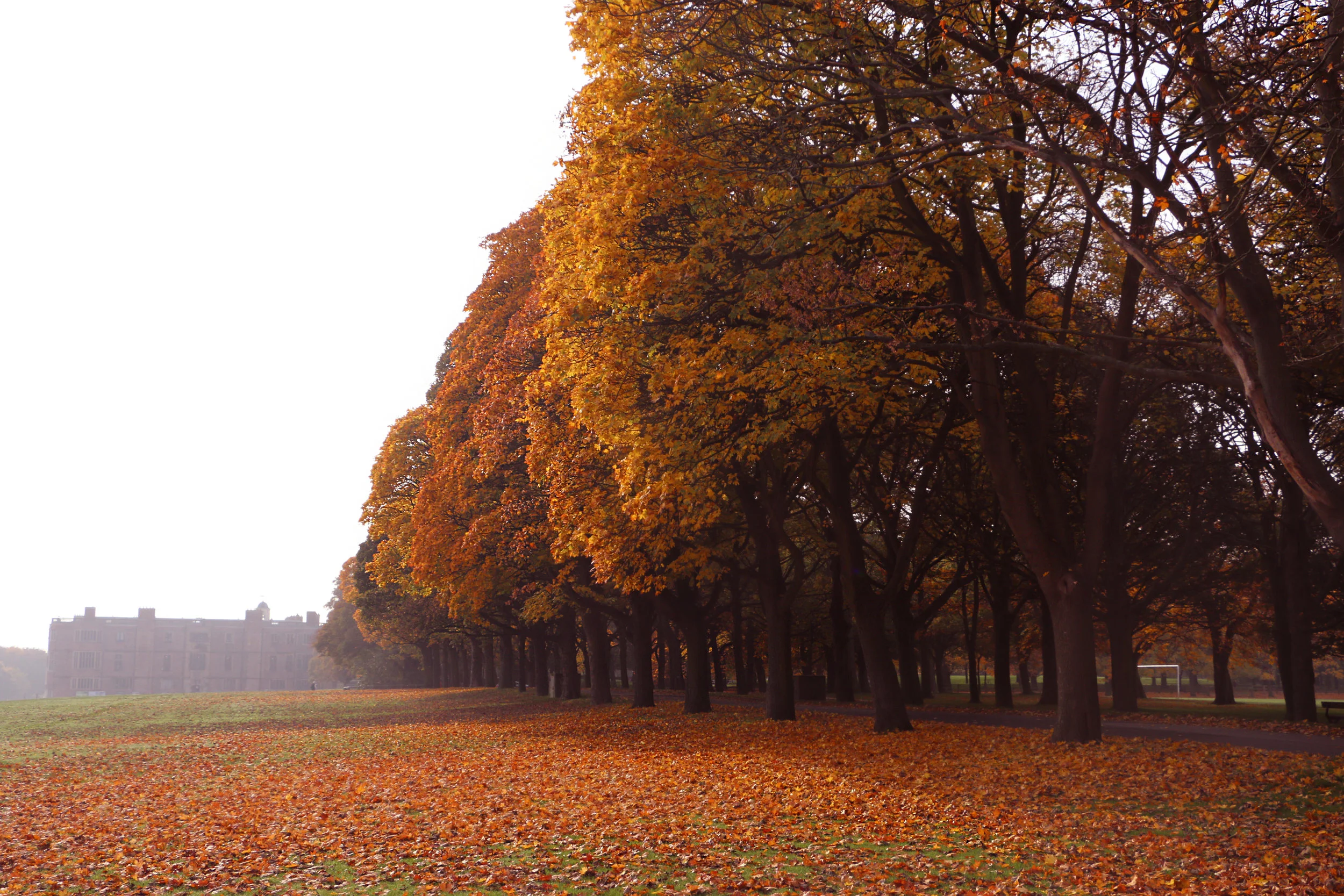Autumn: Canon 70D, 18-135mm lens, f9, 1/250, ISO 250