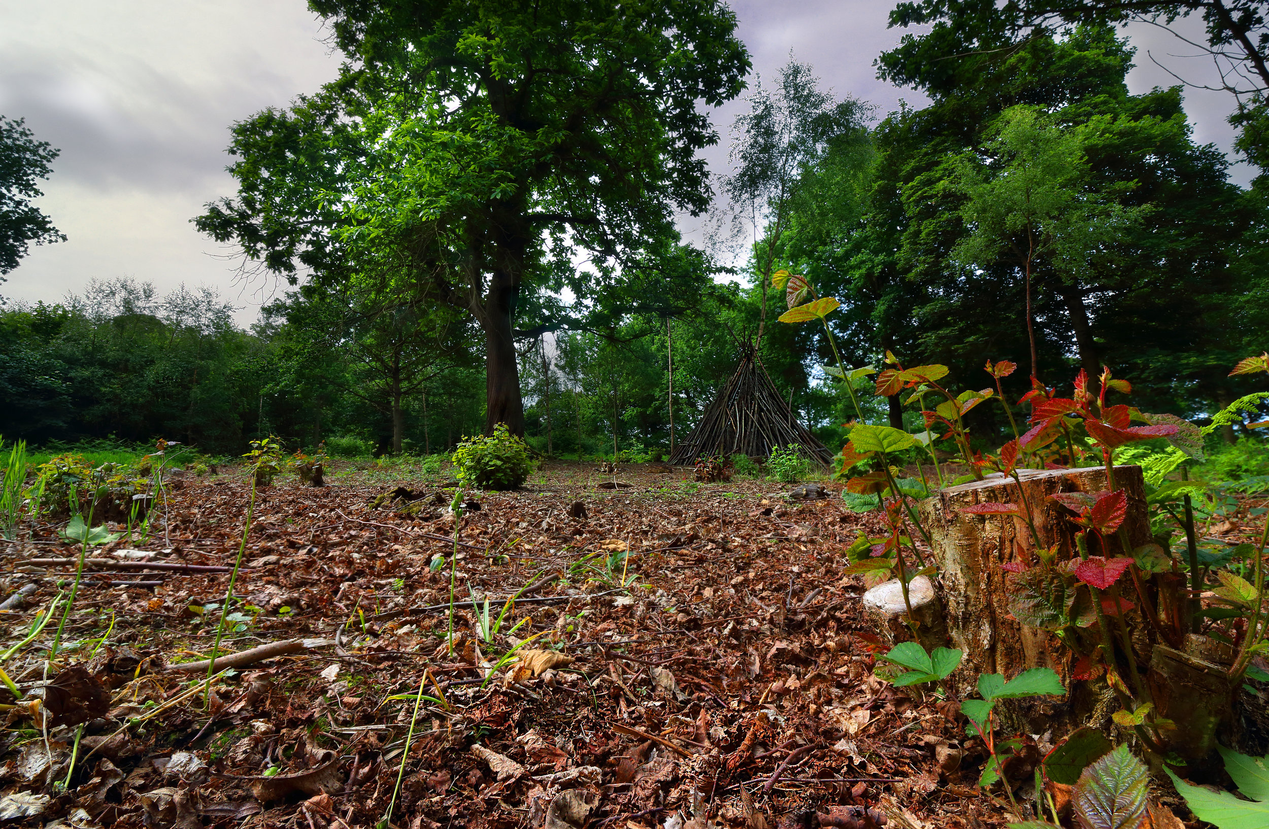 Canon 70D, 10-18mm EF-S lens, f13, 1/100, ISO 320 - actually four exposures with different focus points to get it in focus, front to back. 4 shots, and about 40 flea bites from lying on the ground...