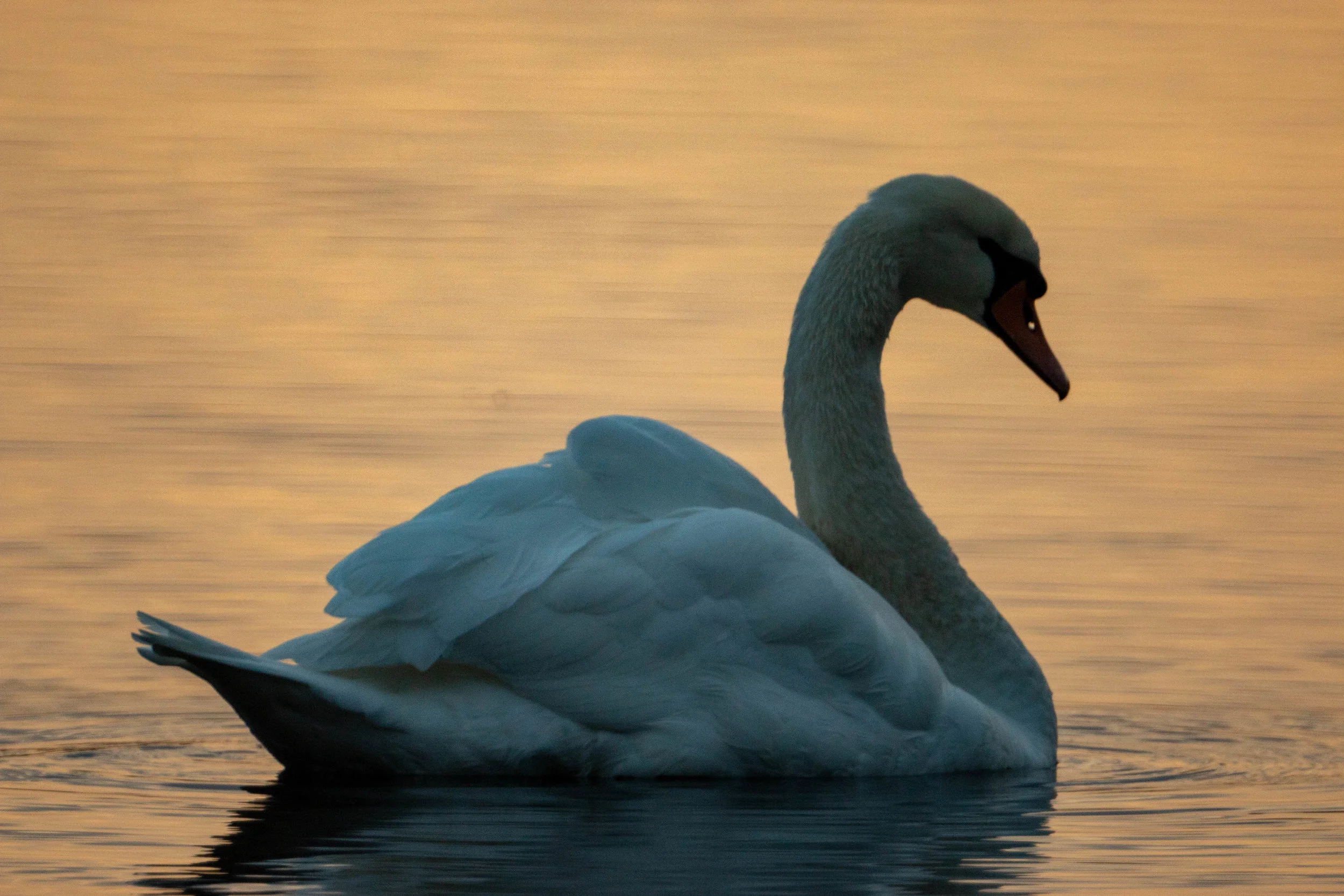 Canon 70D, ISO800, f/8, 1/250, catadioptric 800mm lens