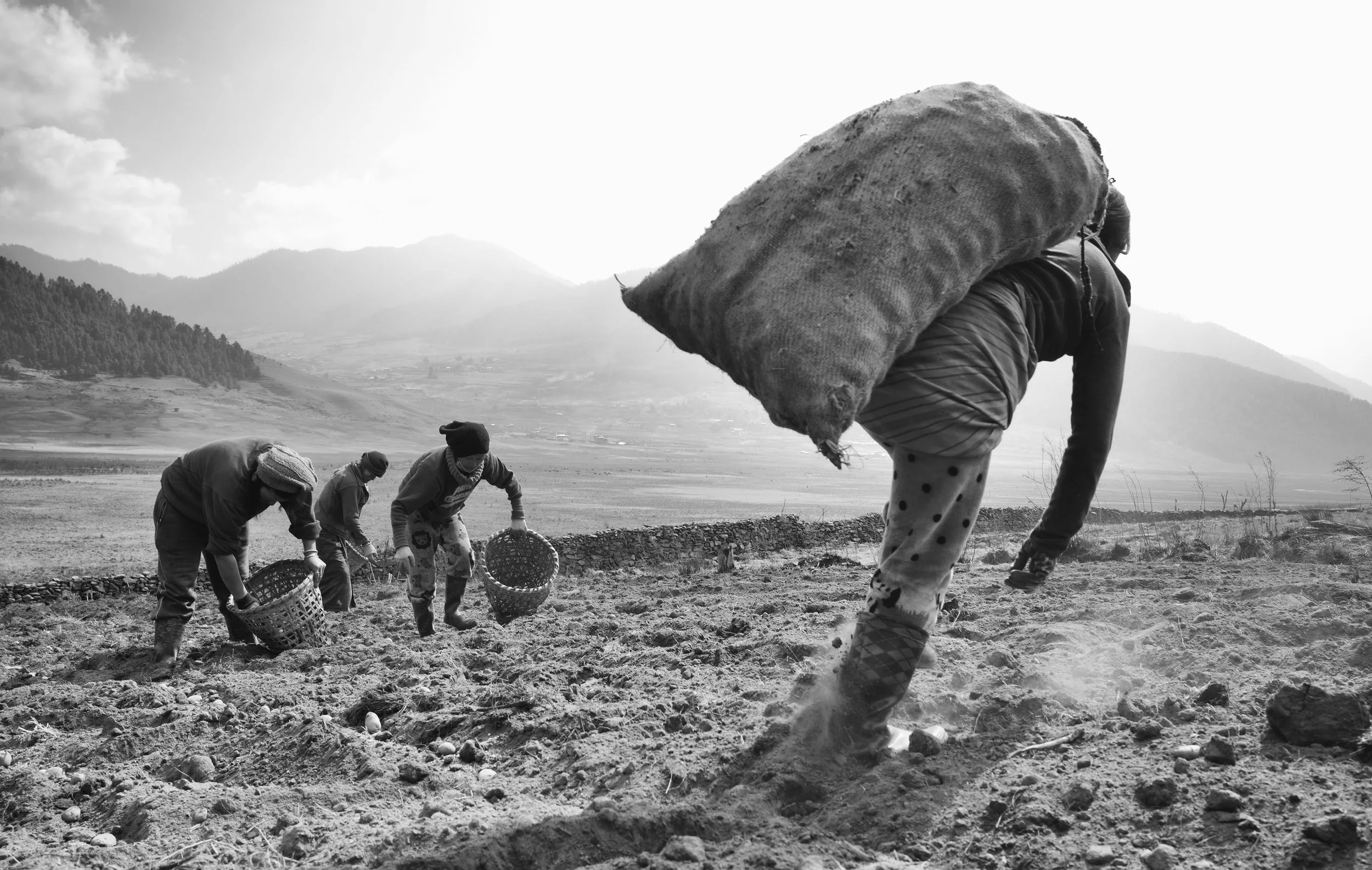 Potatoes planting, Leica mono 246