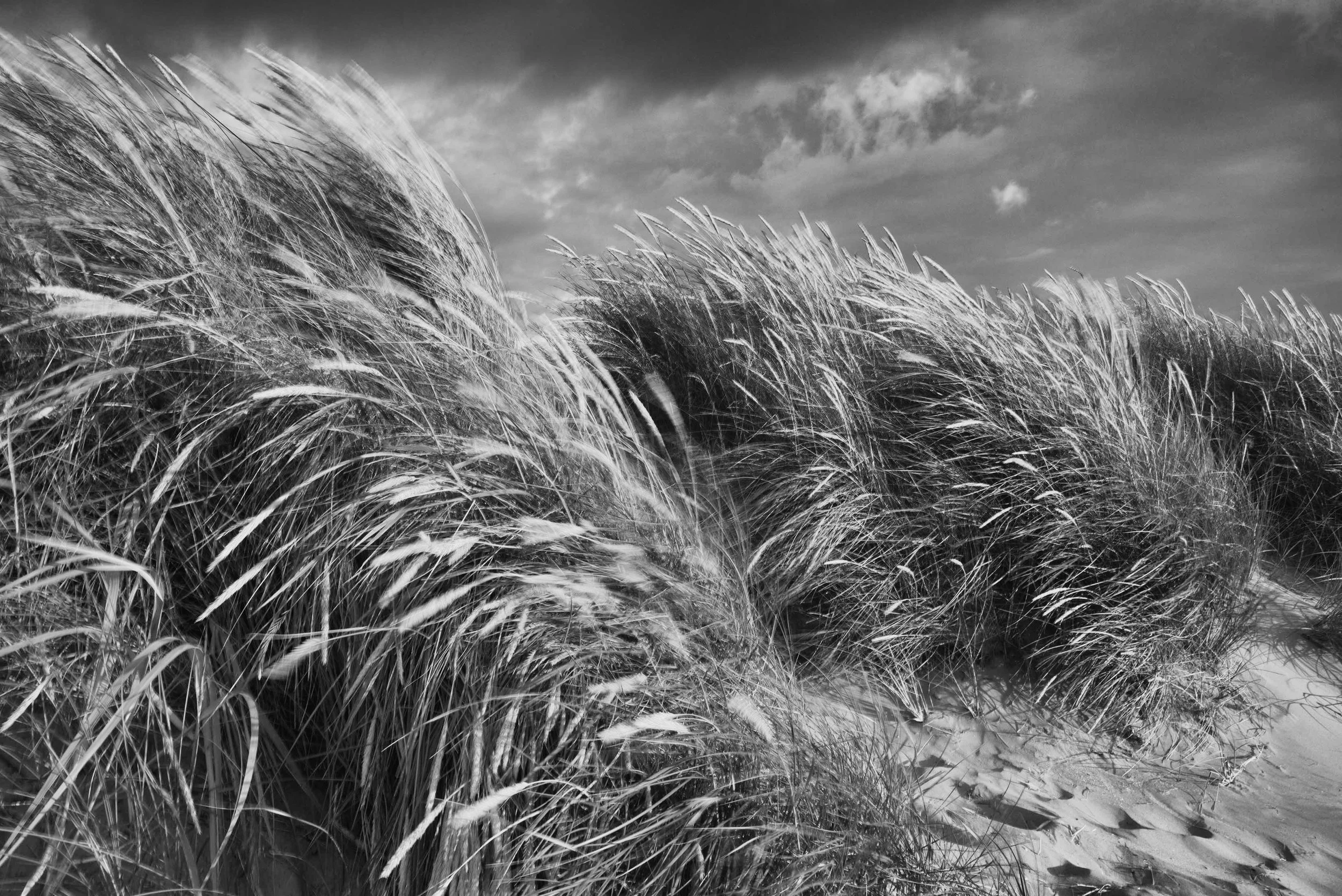 Dune grass, Leica MP240 converted