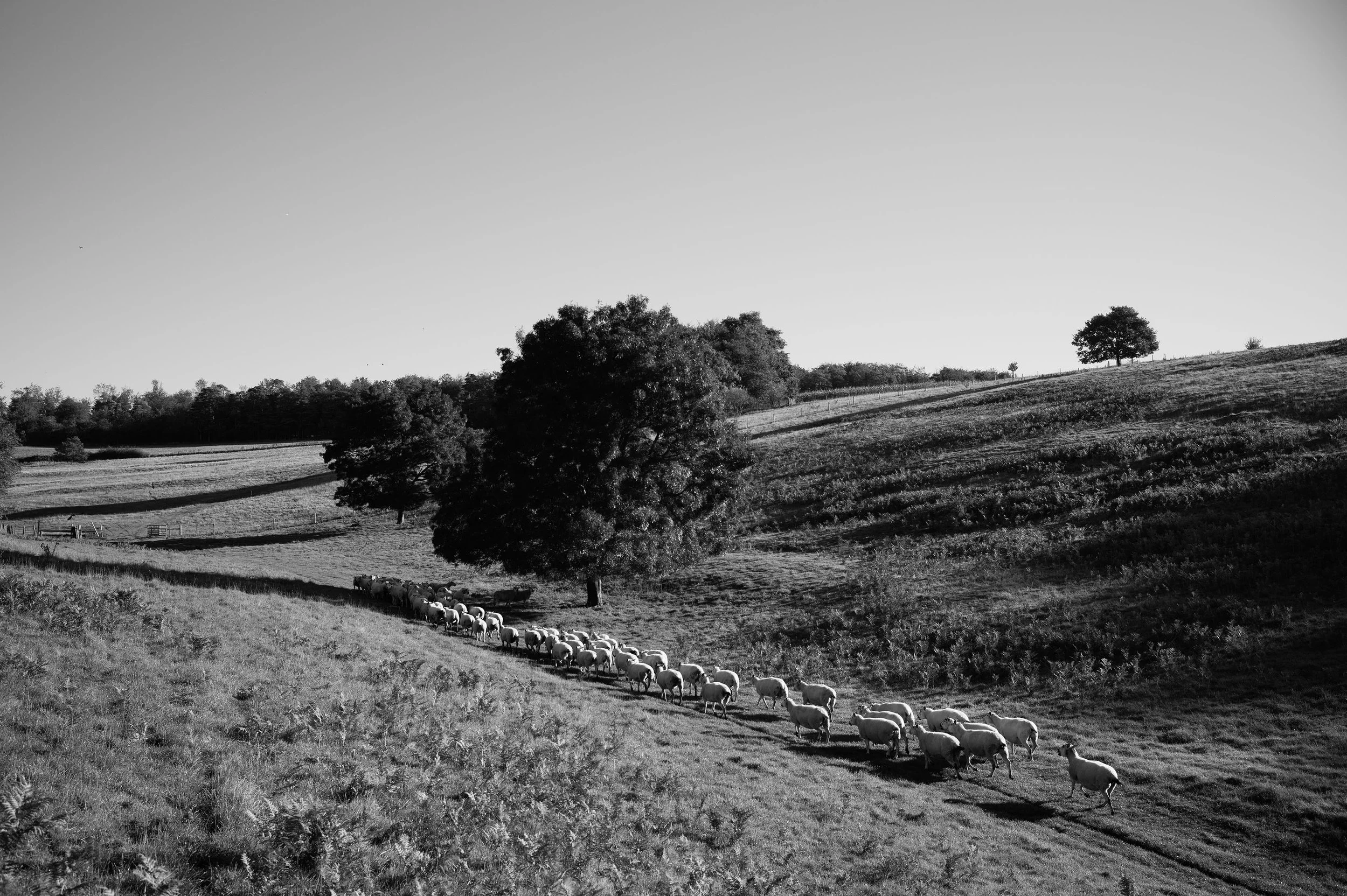 L1004514.jpg
