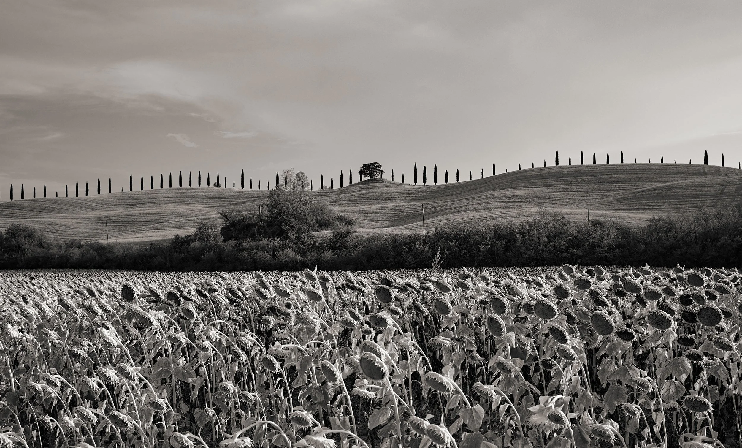 L1003025-2ab.jpg