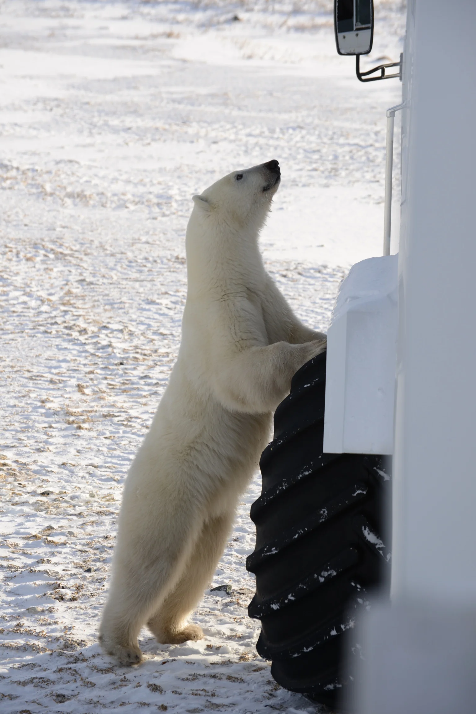polarbear_9410.jpg