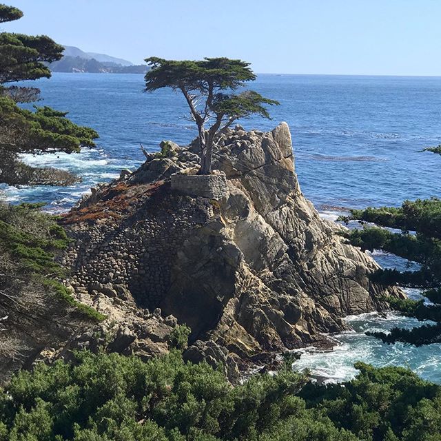 Carmel Cypress. #nofilter #carmel