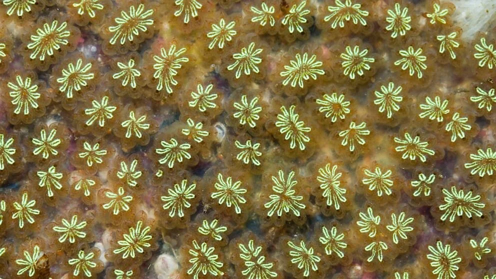 The Sea Squirt: Lessons on Brains and Pains