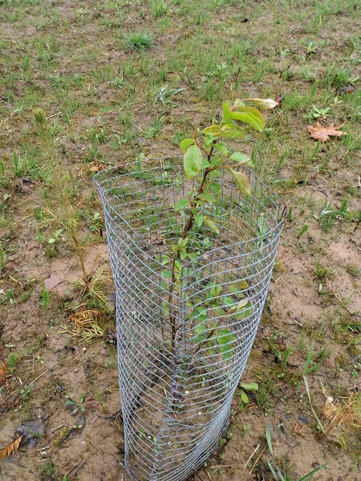 Planting Trees in a Pandemic