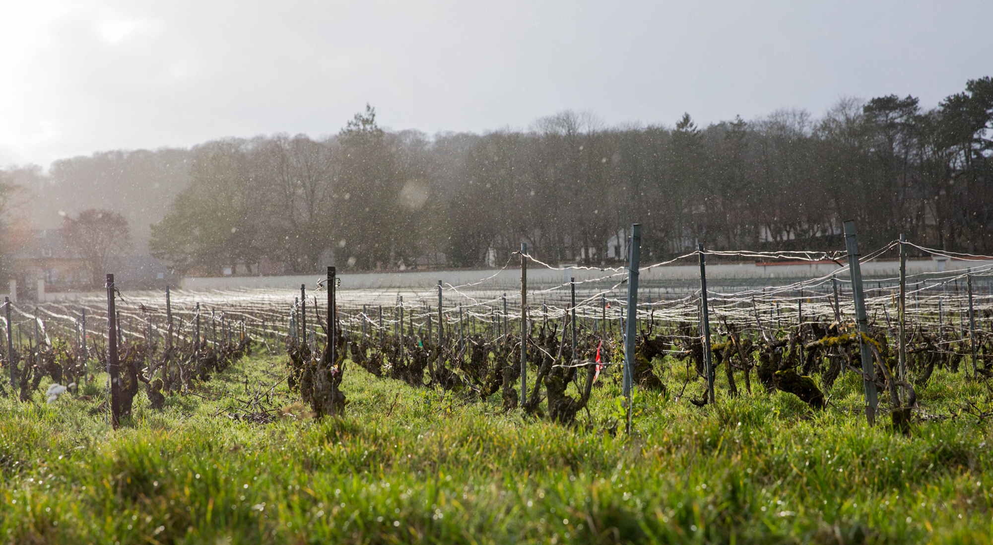 Champagne Tiger Vines