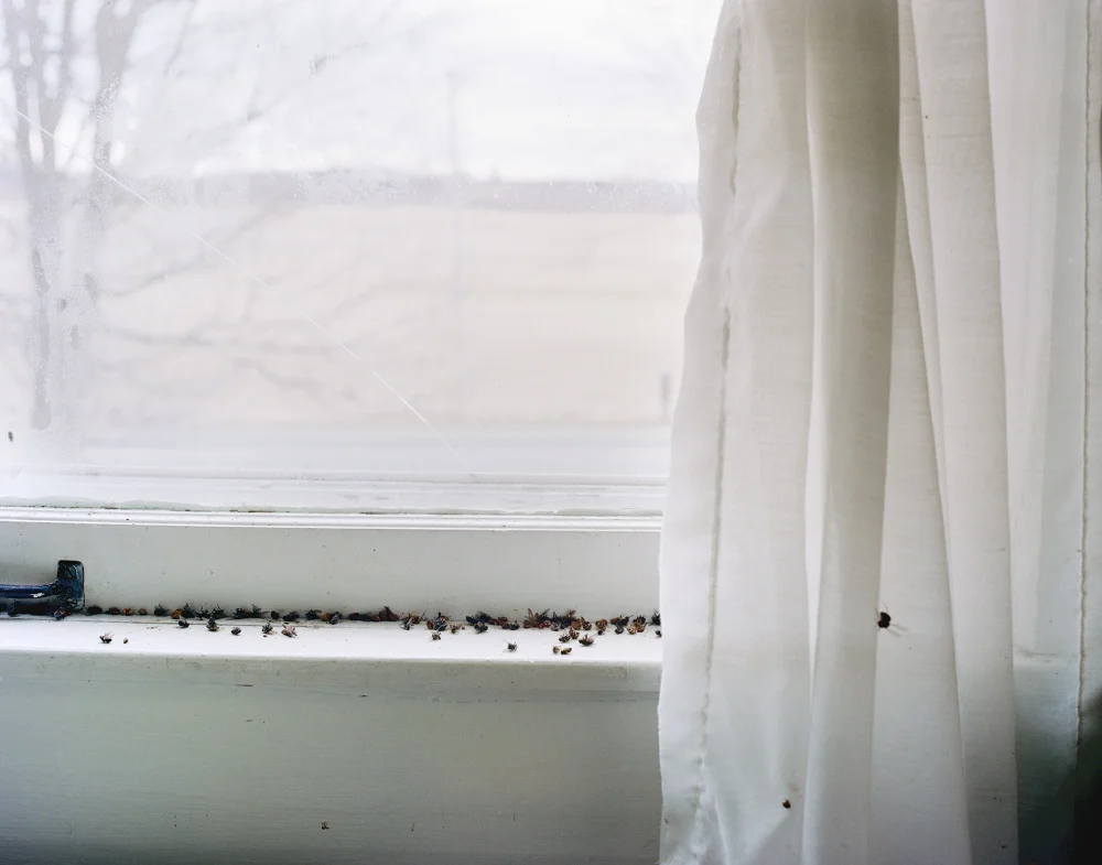 windowsill_1000.jpg