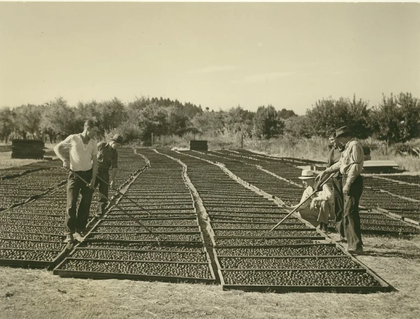 Prune trays drying.