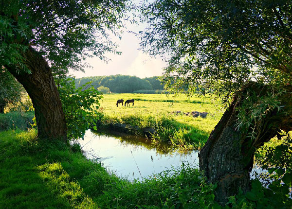 horse_field_600x430px.jpg