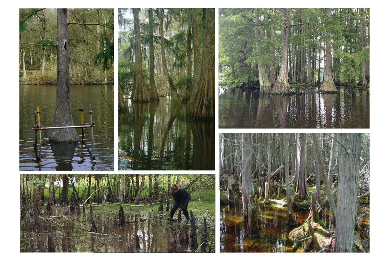 Swamp reference and fabricated trunks and roots