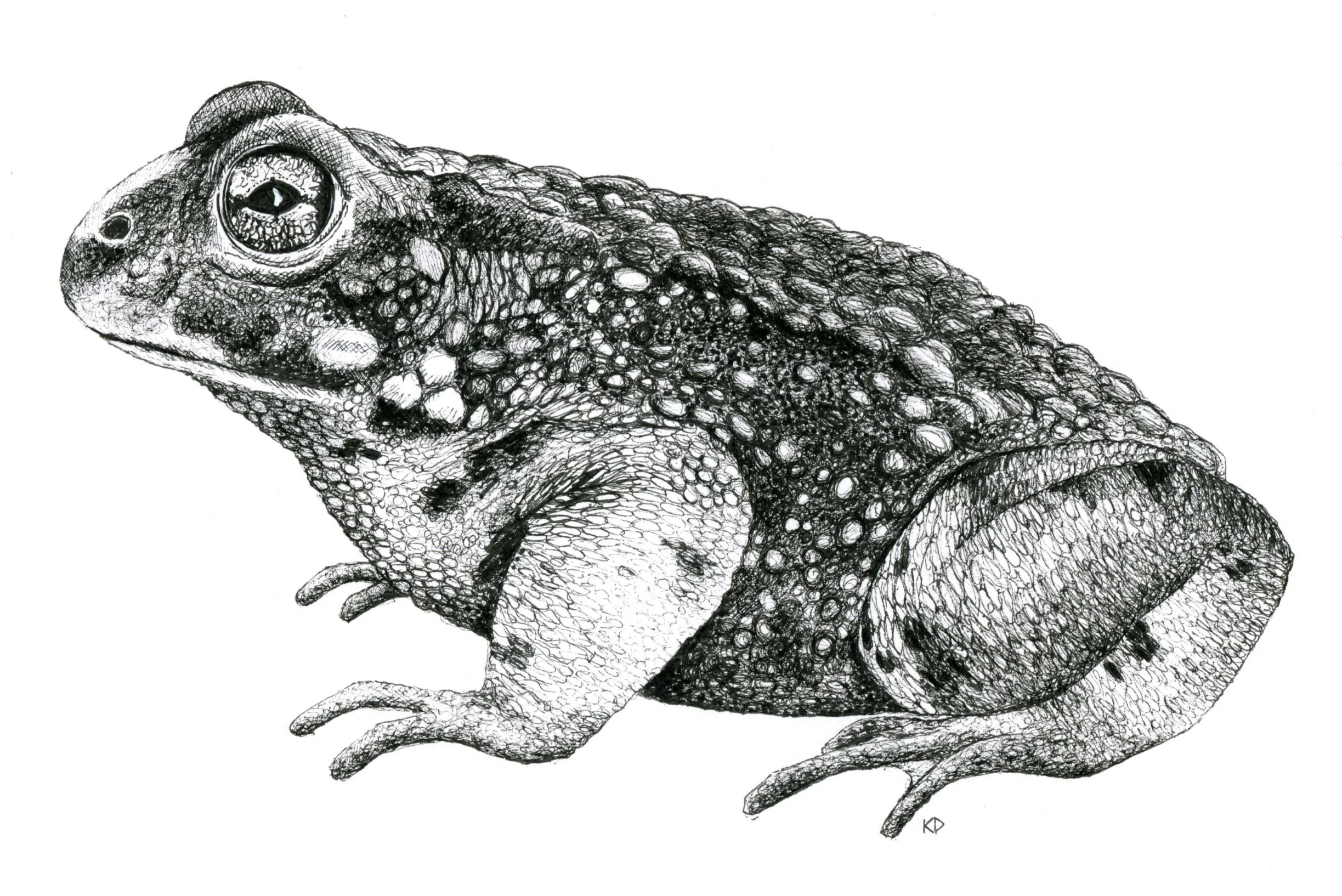 toad.jpg
