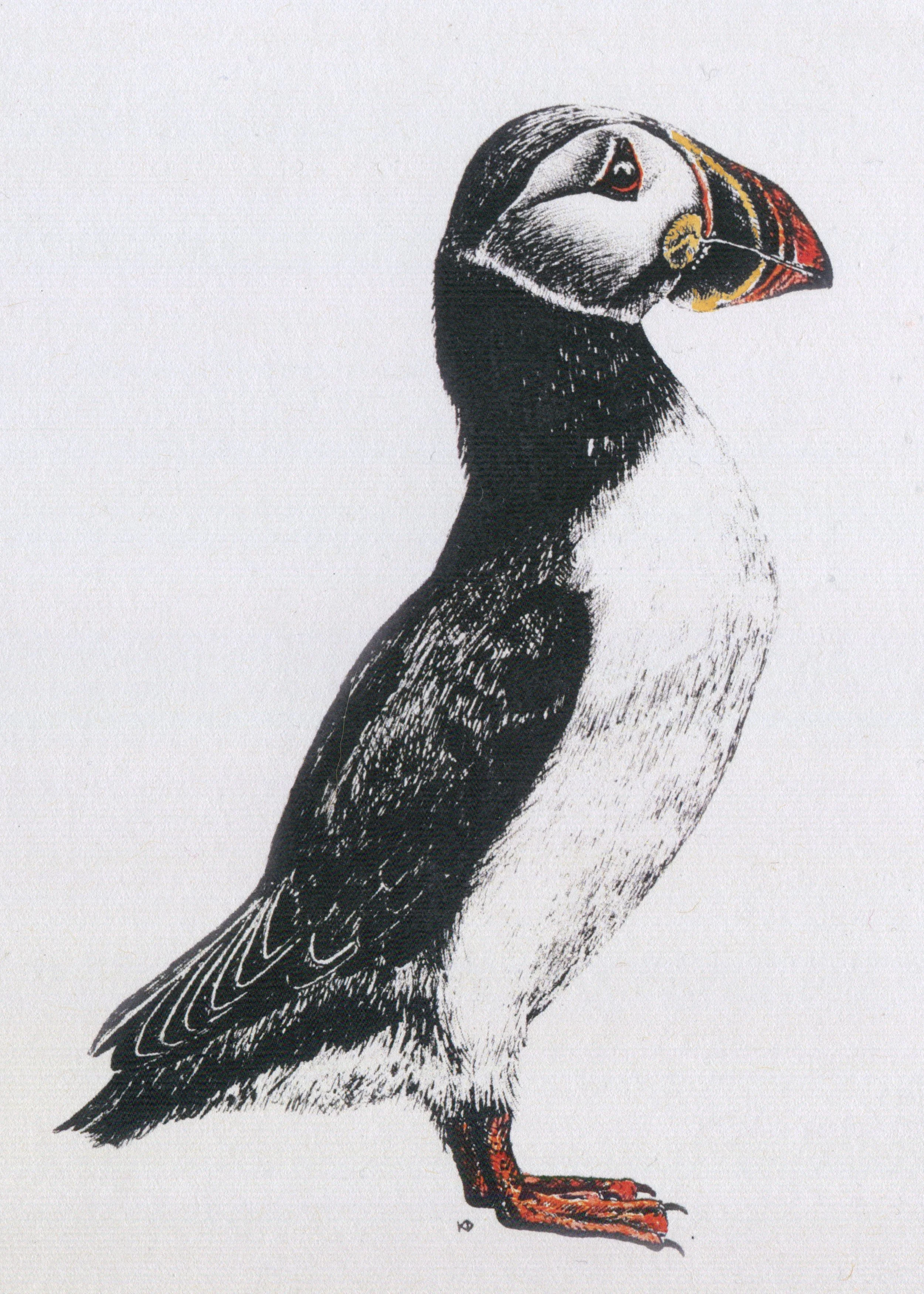 puffin scan.jpg