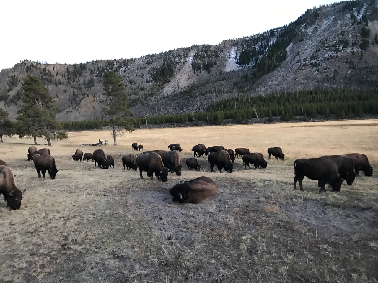 A bison herd moving through a field