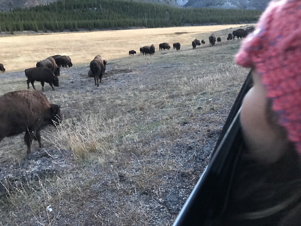 Watching bison from the safety of our van. Don’t get too close!