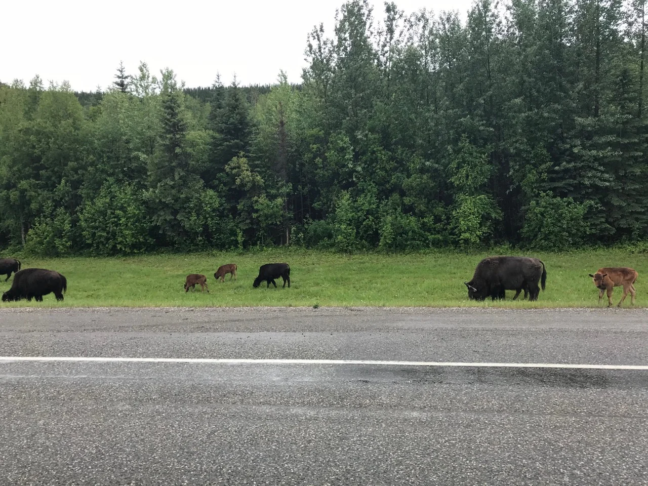 These are Wood Bison, smaller then their plains cousins but still big. This herd had many babies!