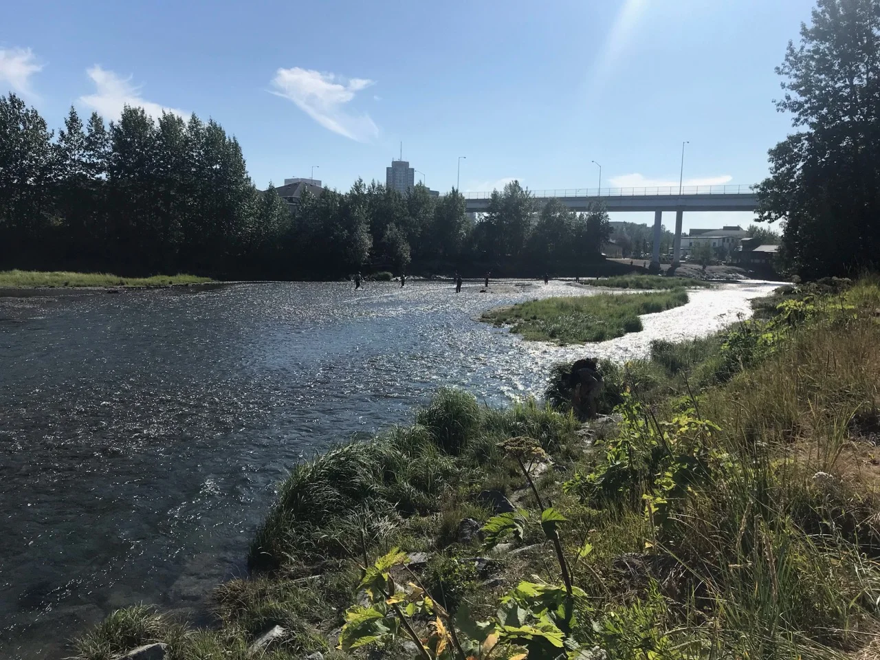 Ship Creek is home to thousands of salmon.
