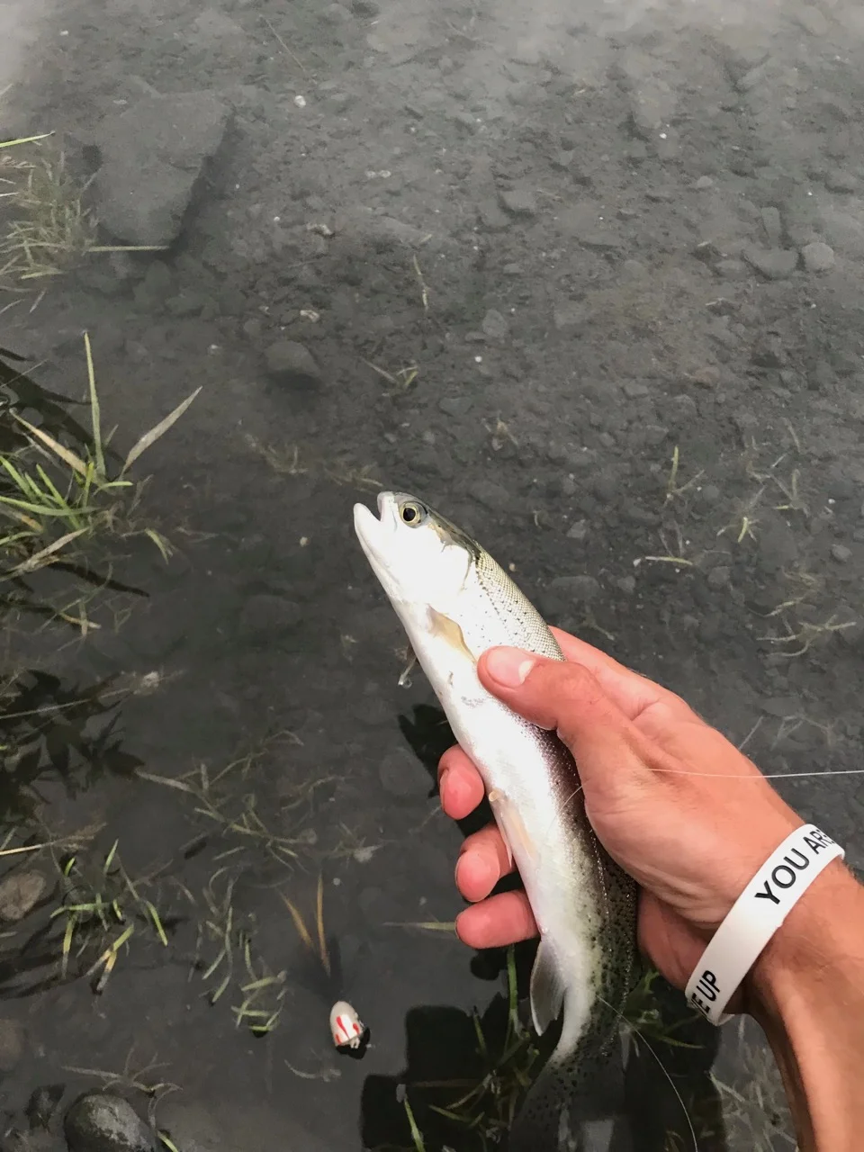 Fishing for these lil trout was super fun and easy.