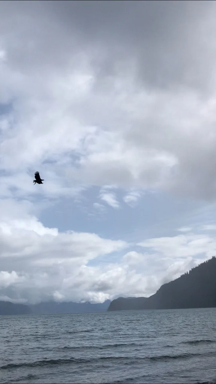 Bald Eagle captured mid-flight. These birds are incredibly photogenic.