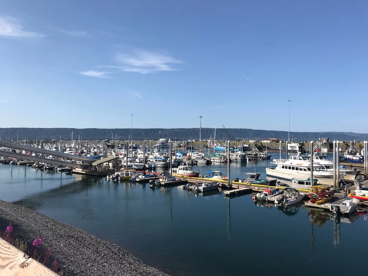 Homer Boat Harbor. We saw multiple seals and sea otters in the harbor itself.
