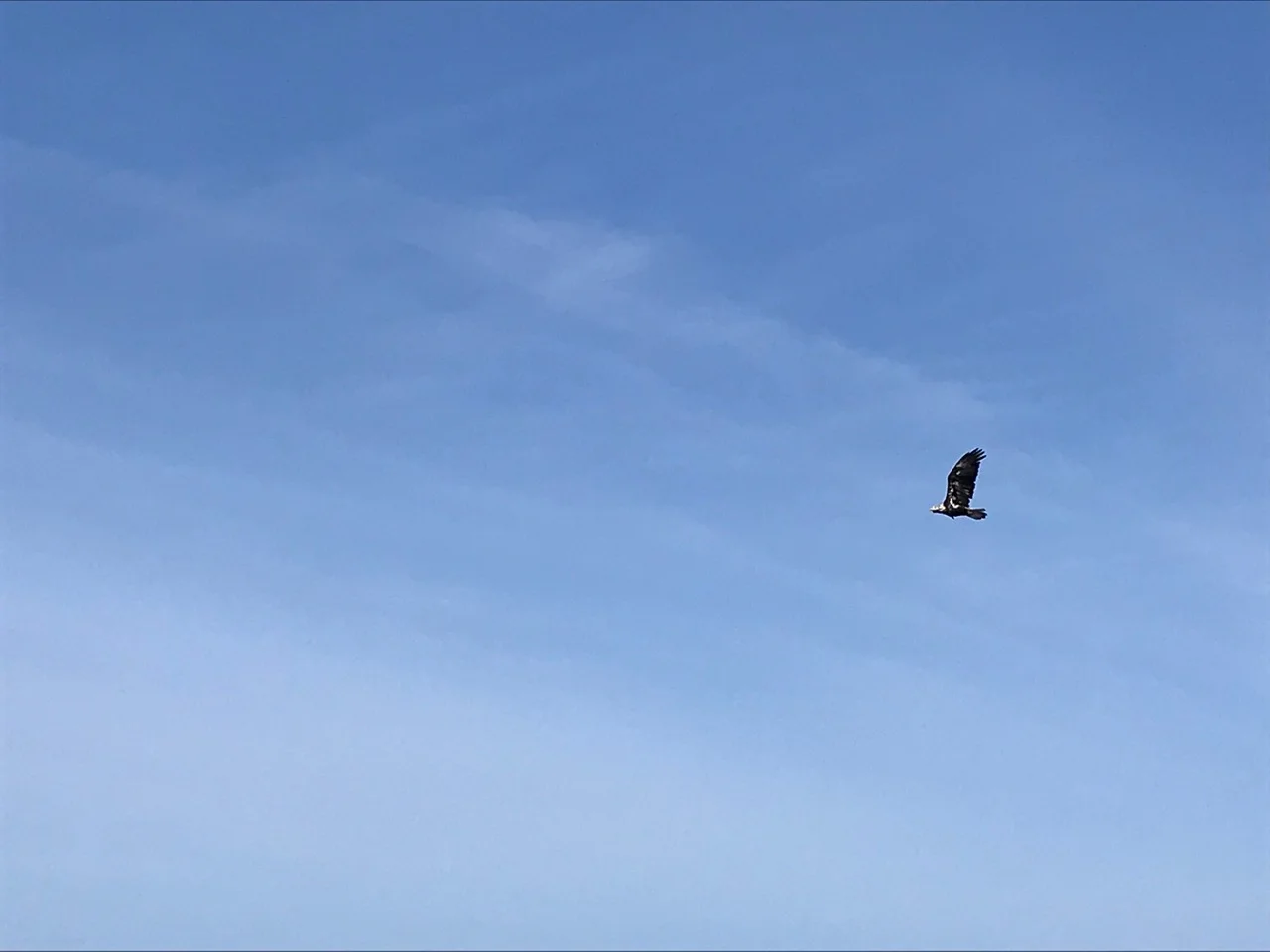 We saw a juvenile Bald Eagle fly away, looked like it hadn’t yet gotten its white head feathers which give it its name.