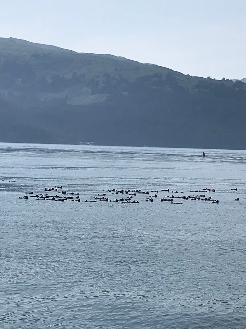 Sea Otters are very common in Southern Alaska’s coastal waters.