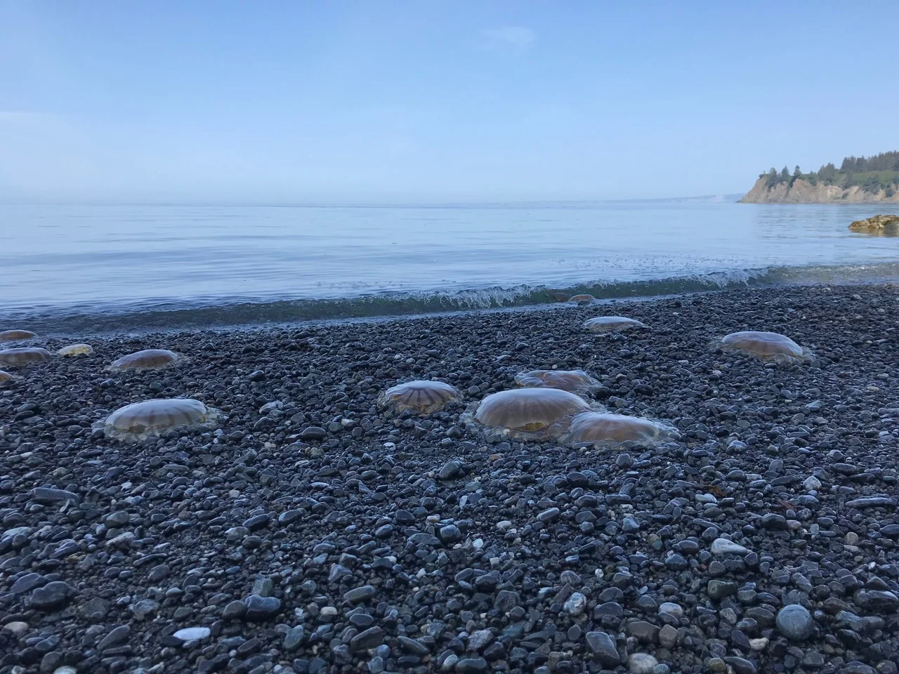 Jellyfish season! They were everywhere.