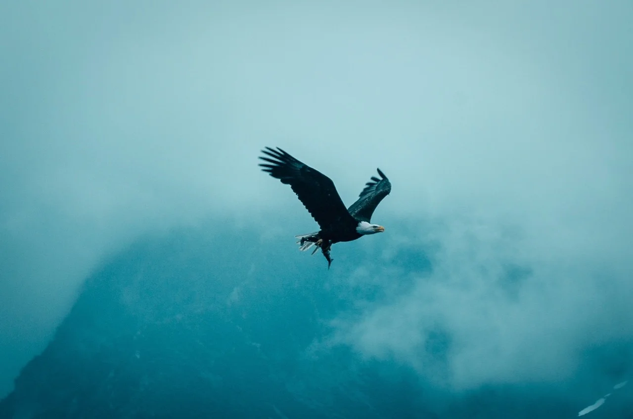 And another one flew by with a fish in its talons. This was also taken and edited by Jack.