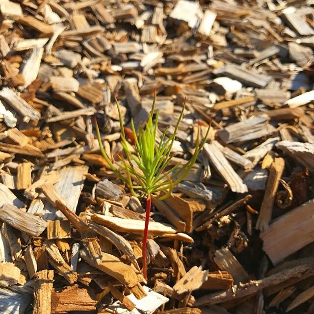 Signs of Spring 🌱 signs of rebirth and life. Found on our walk today, a small but strong seedling sprouting through all that thick mulch. Made me think of how we are slowly coming out of this pandemic, wading through the muck, trying to find our way