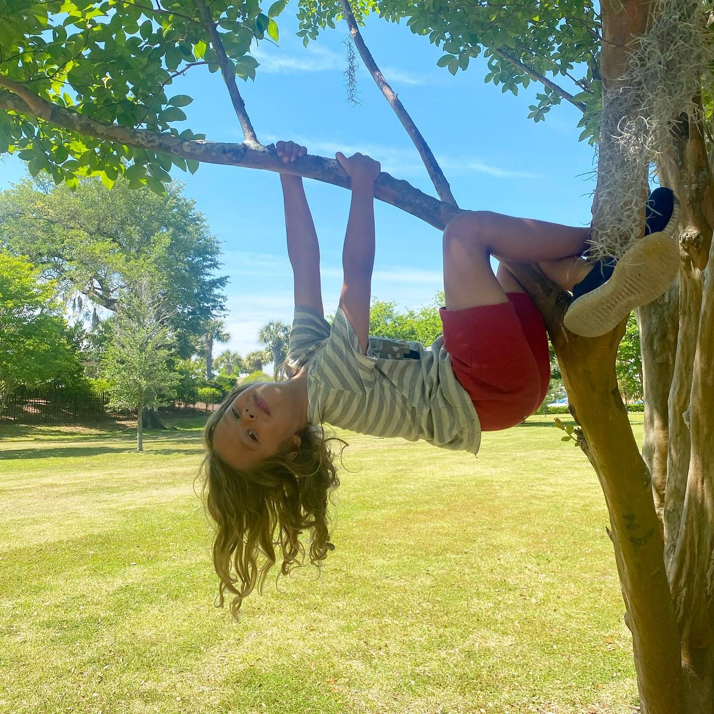 Found a sloth in the park today 🦥☺️🌳 along with a 300 year old tree. Love this kid and these bright sunny days.