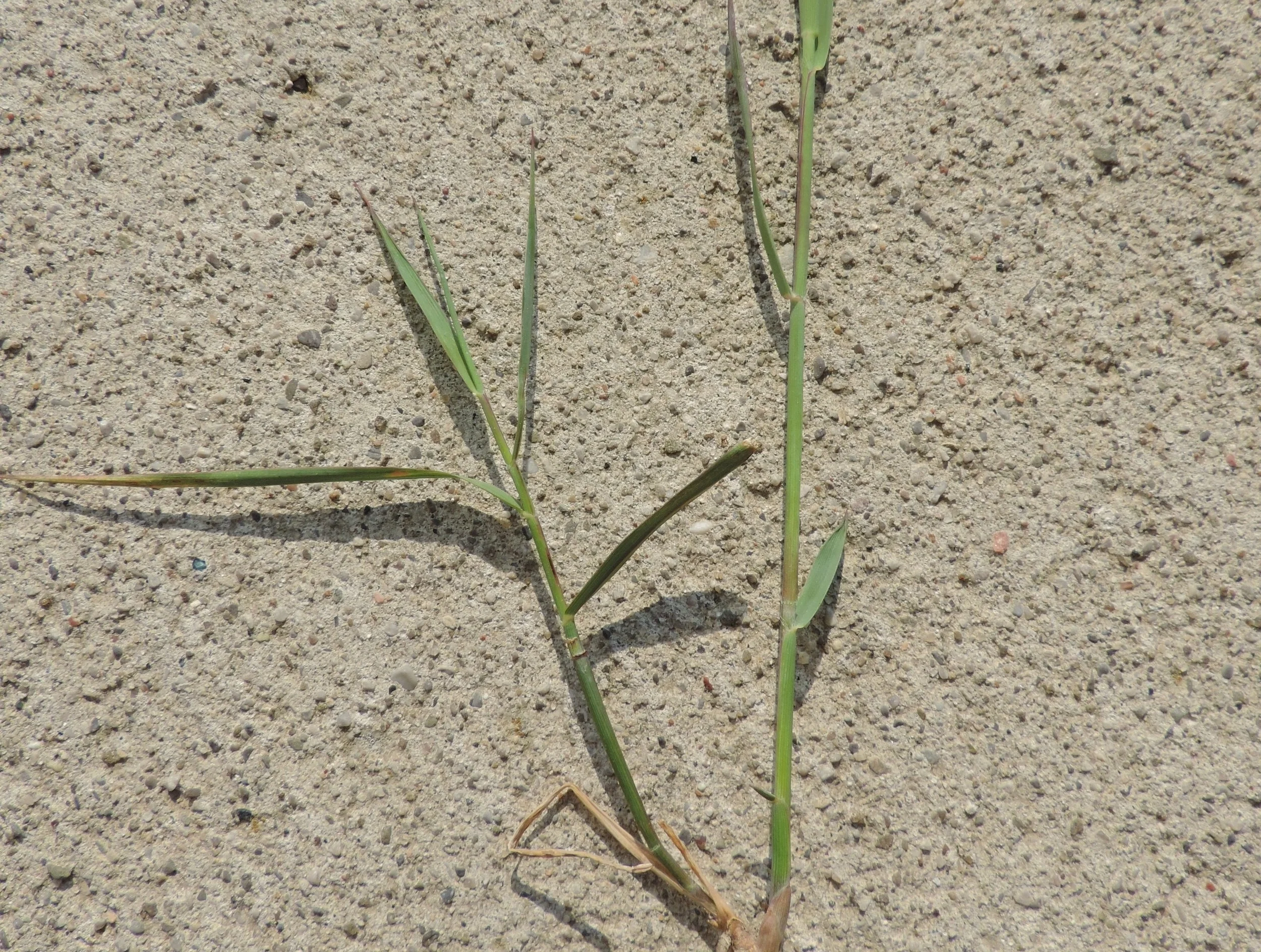 DSCN11342.jpg