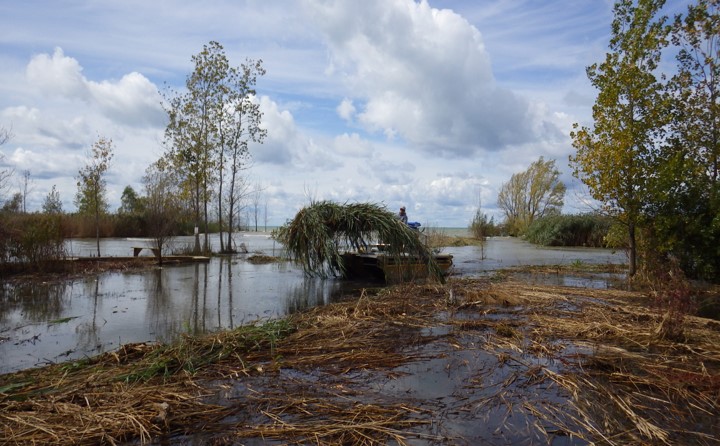 Chad scoops cut Phragmites out of the water to pile it on land.