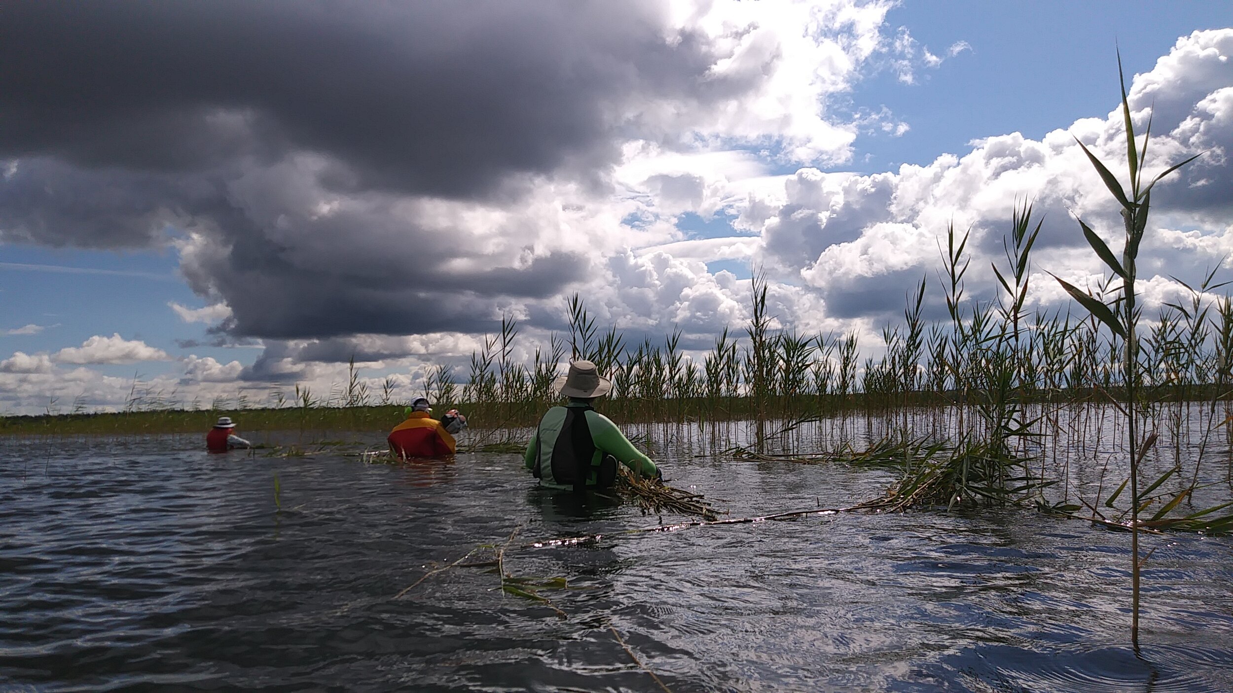 Some of the awesome OFIPCG volunteers hauling Phragmites out of the water.