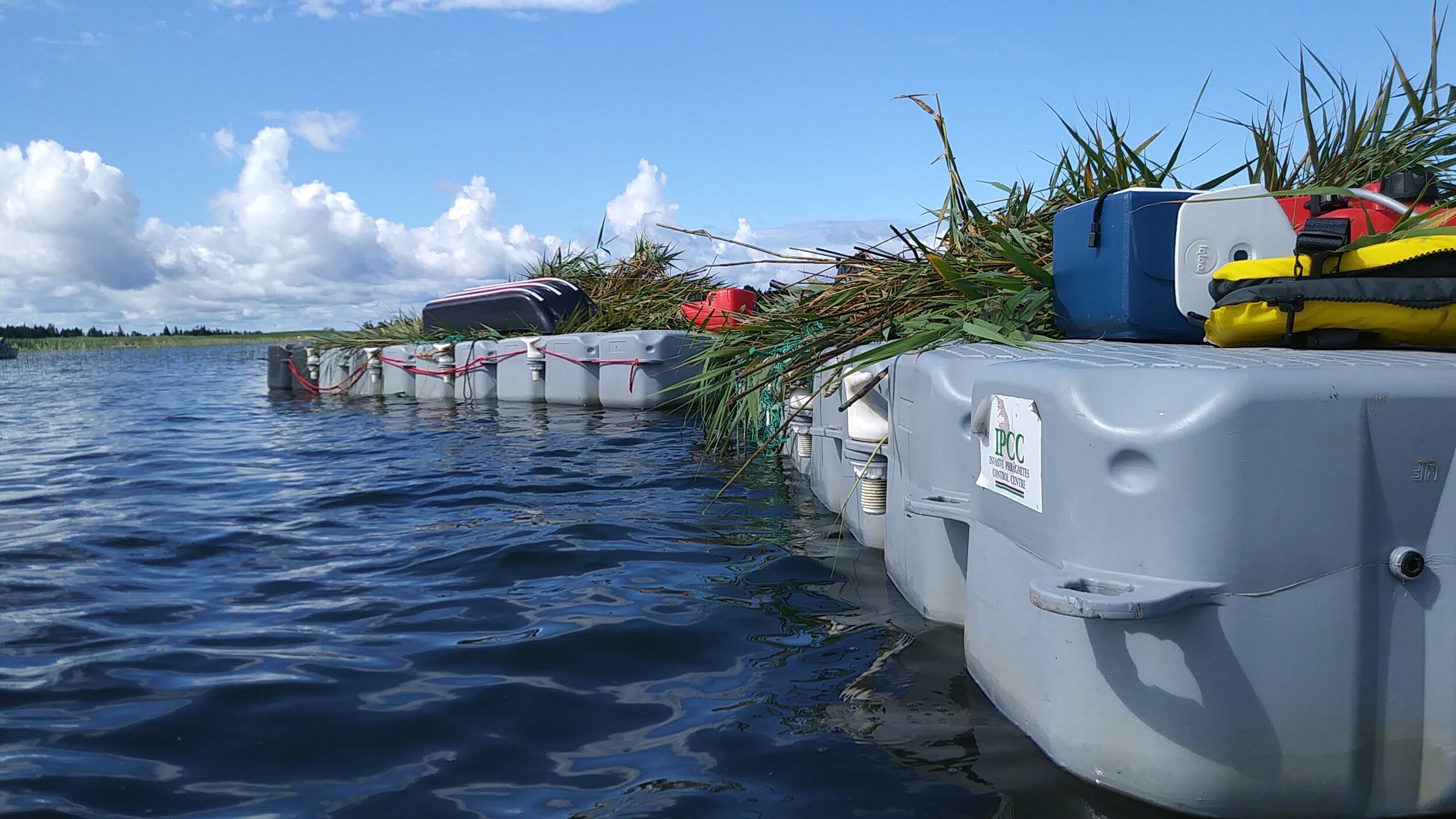 Two collection barges loaded with Phragmites.