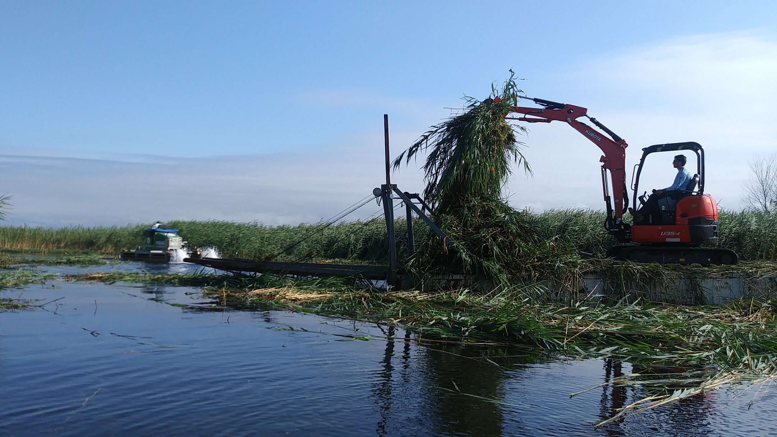 An excavator helping to load large amounts of Phragmites onto a barge.