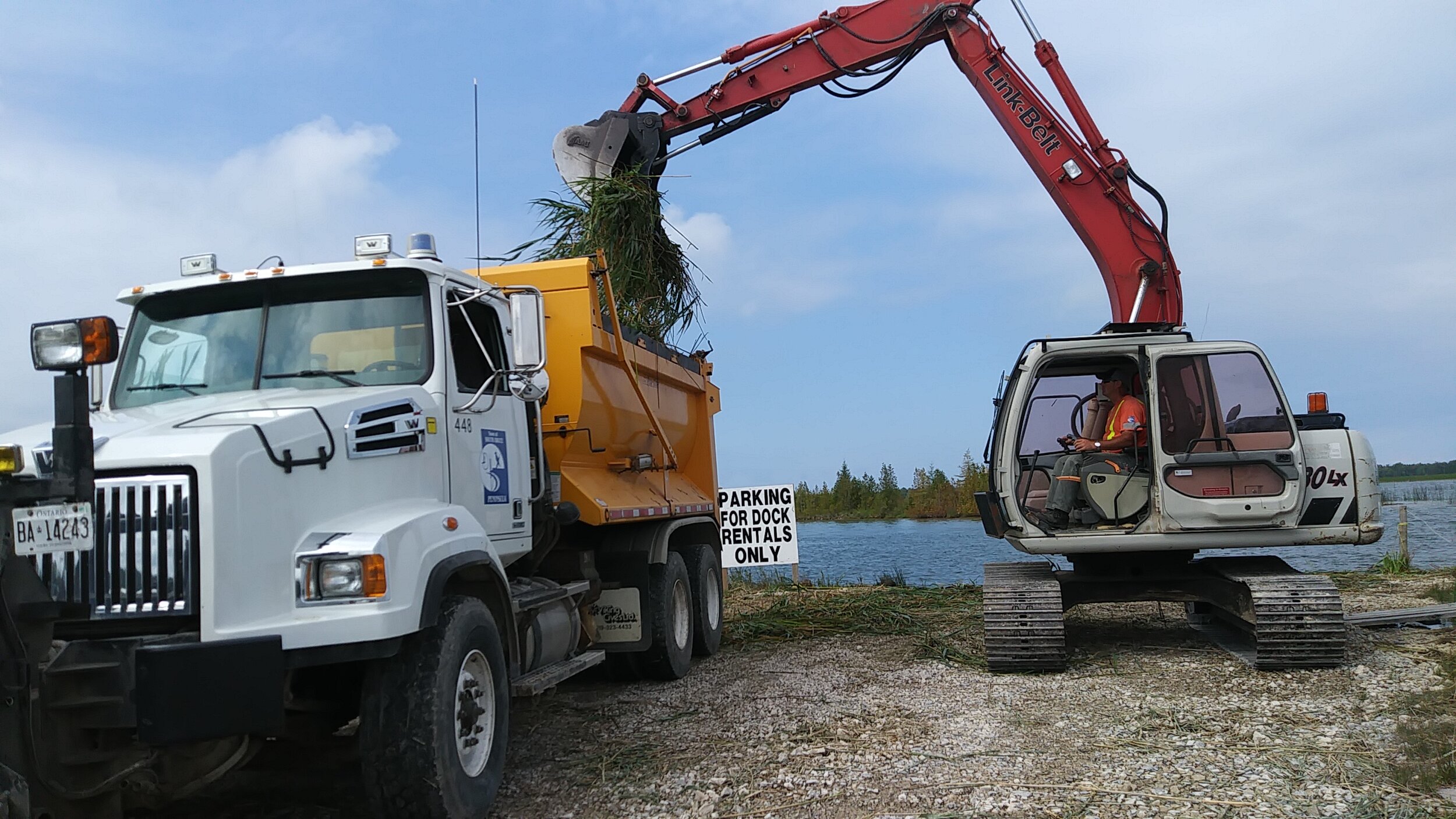 An excavator loading the dump truck with cut Phragmites. 