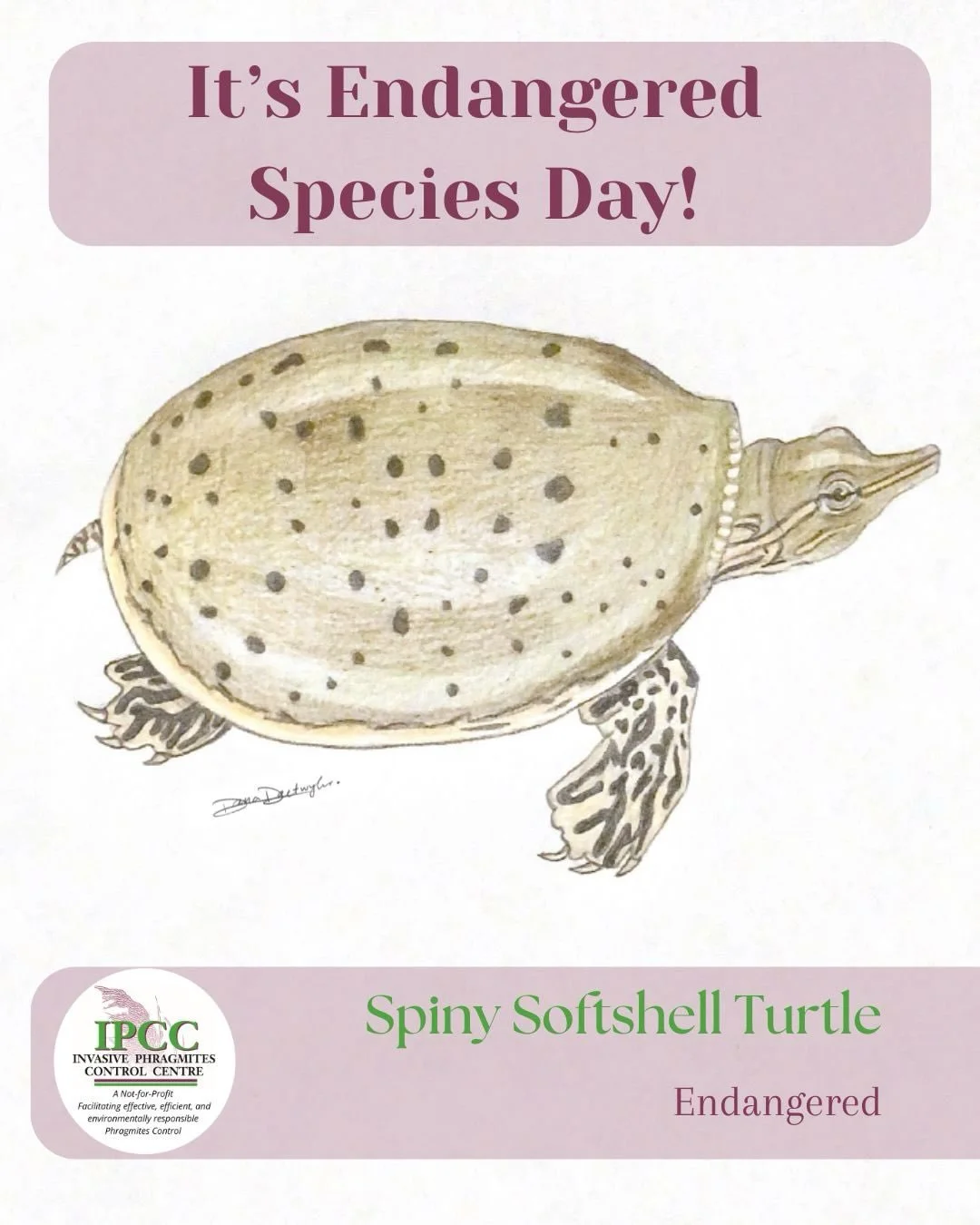 This #endangeredspeciesday we are reminded of why working in habitat restoration is so important!

Our team at IPCC has a special love for turtles. They among many other species are largely impacted by invasive phragmites. From habitat loss to obstru