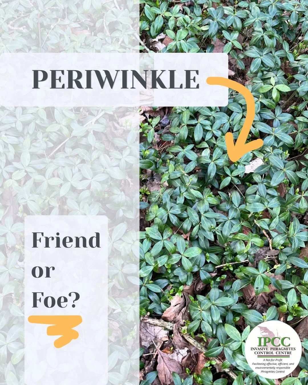 Periwinkle is an extremely aggressive plant! They spread rapidly and create dense mats that smother surrounding flora. It also releases growth-inhibiting chemicals, which negatively affect surrounding vegetation.

This non-native groundcover destroys